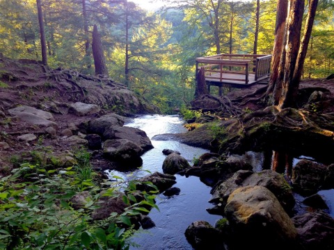 Stream of water in forest